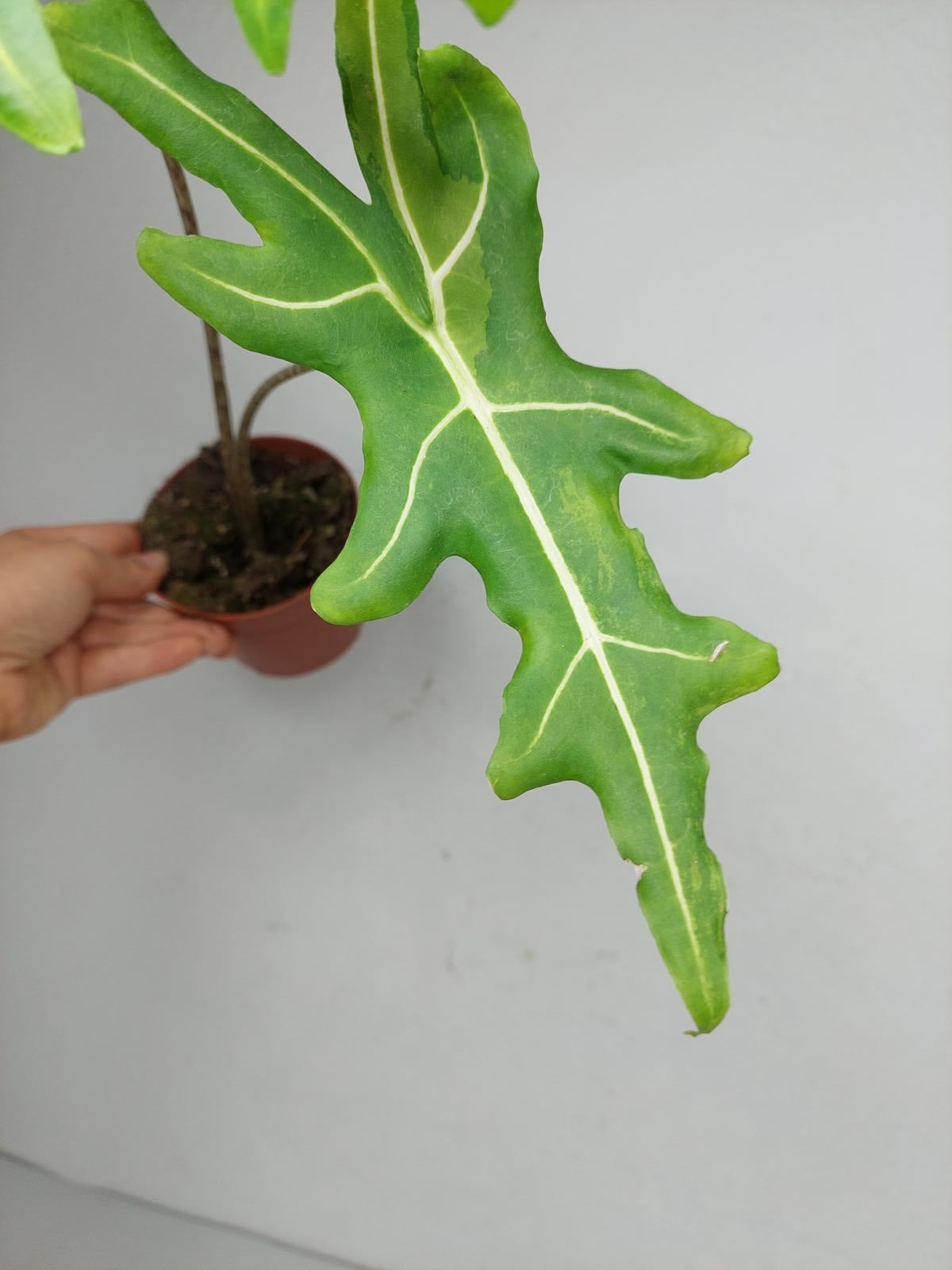 Alocasia Portei Aurea