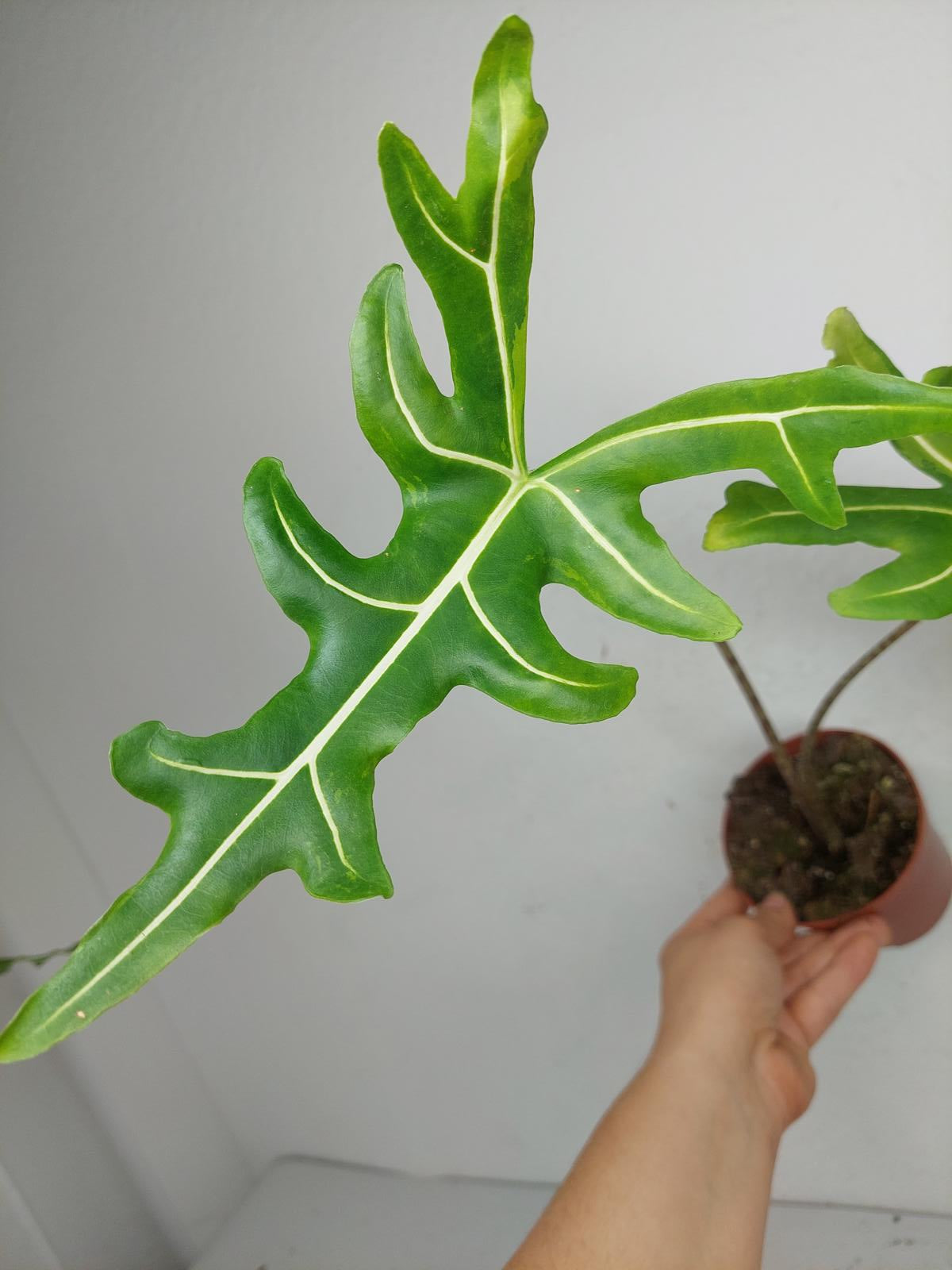 Alocasia Portei Aurea