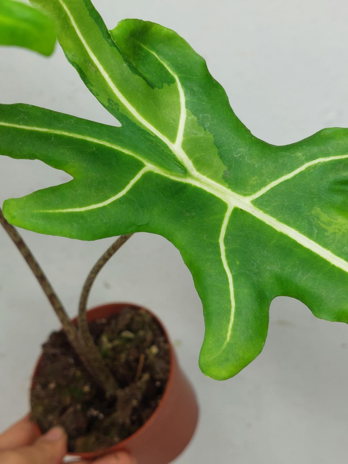 Alocasia Portei Aurea