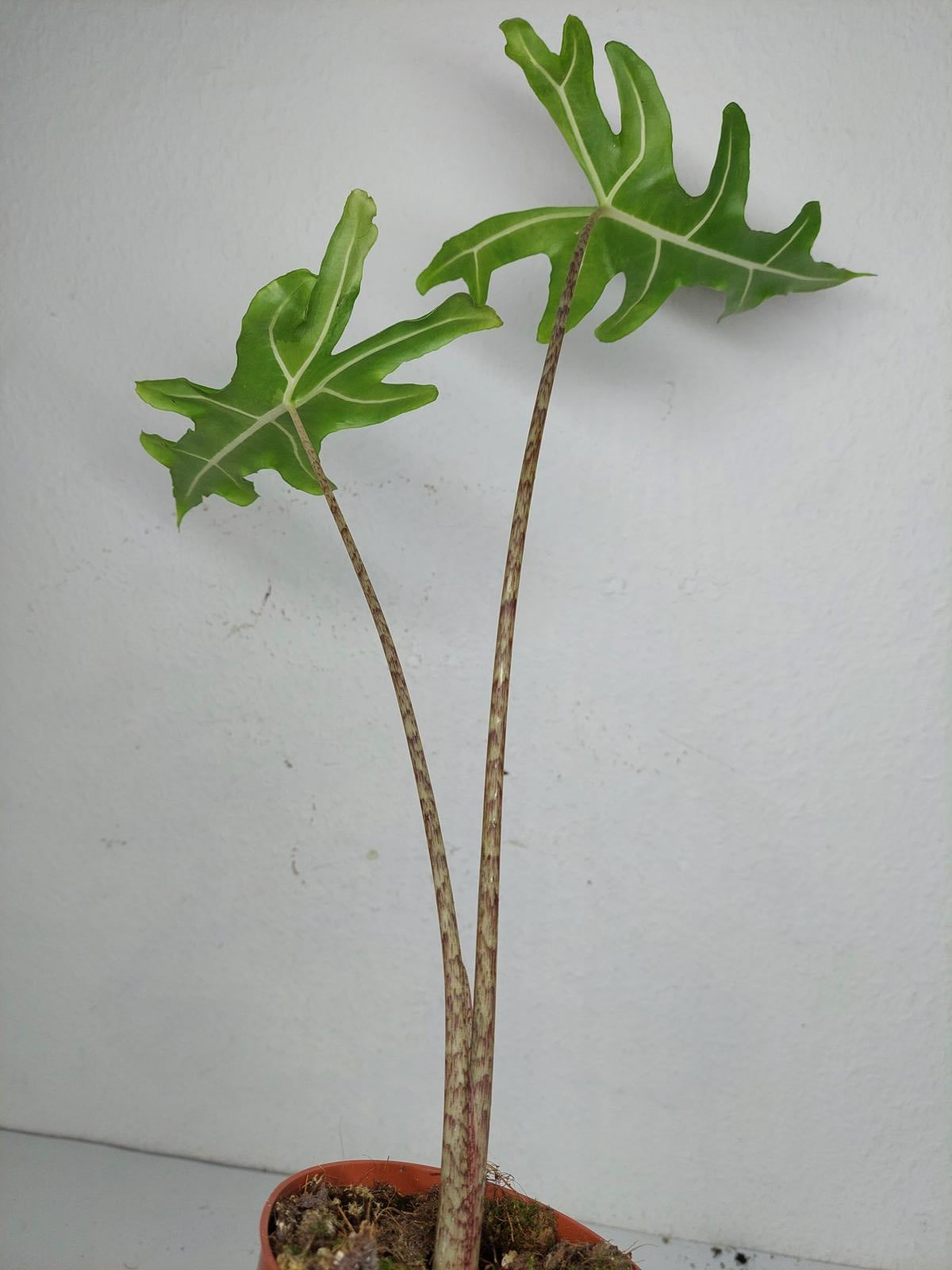 Alocasia Portei Aurea