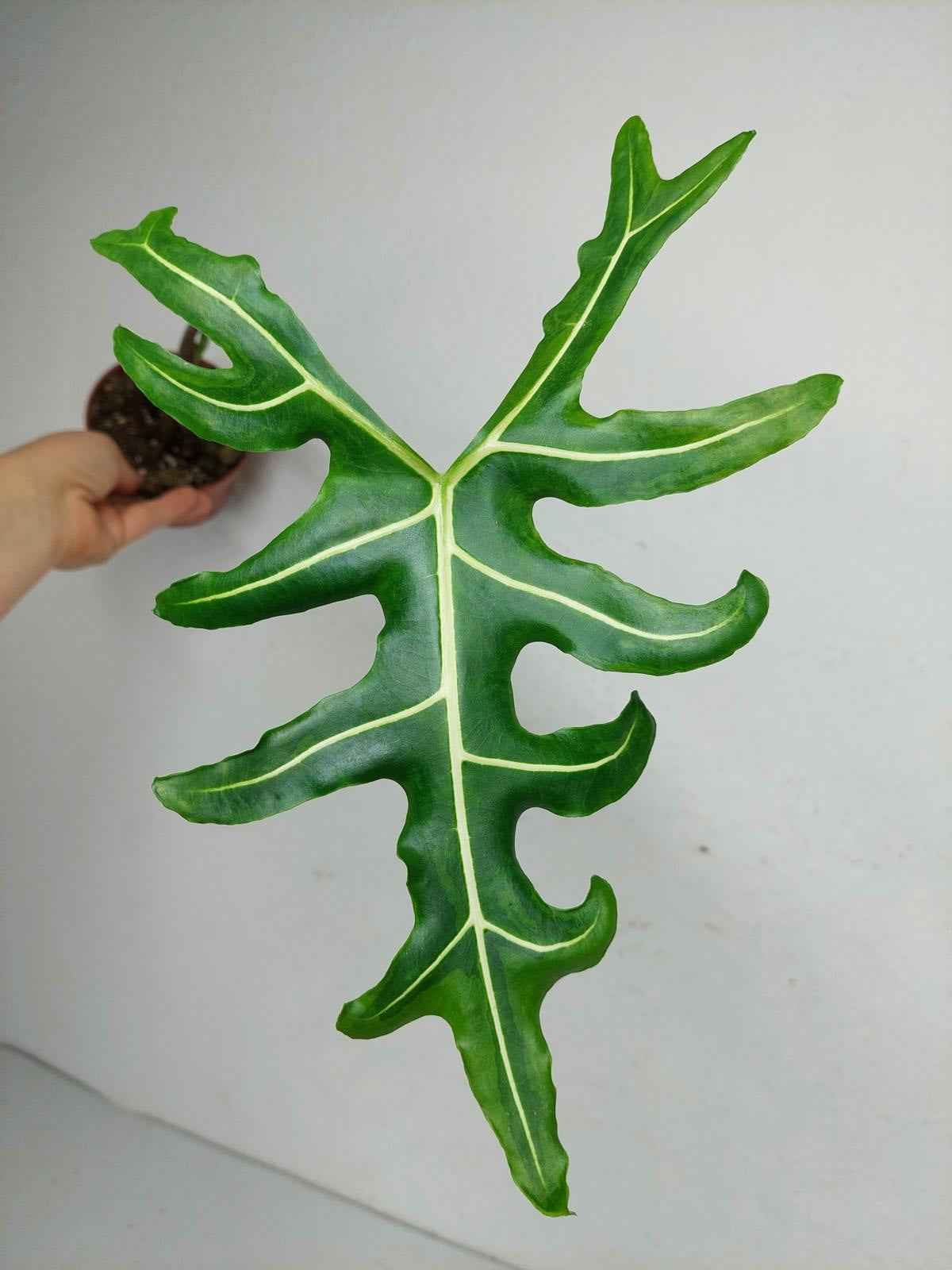 Alocasia Portei Aurea