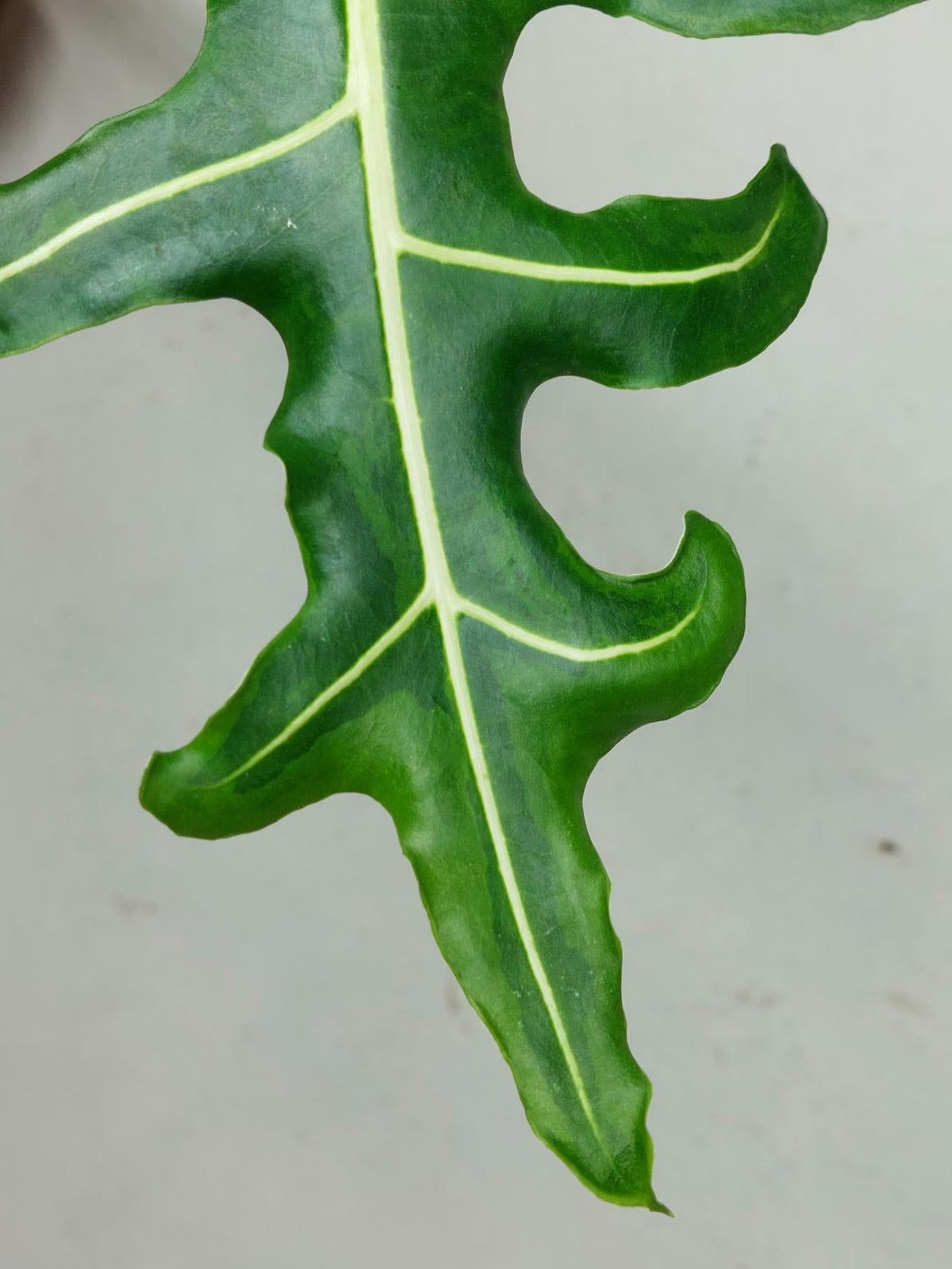 Alocasia Portei Aurea