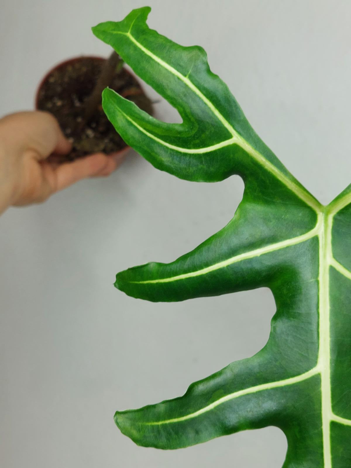 Alocasia Portei Aurea