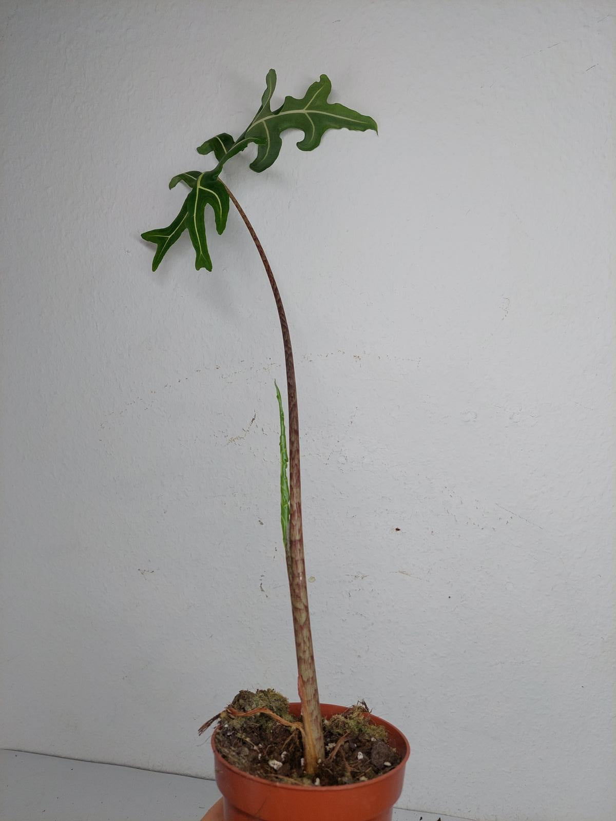 Alocasia Portei Aurea