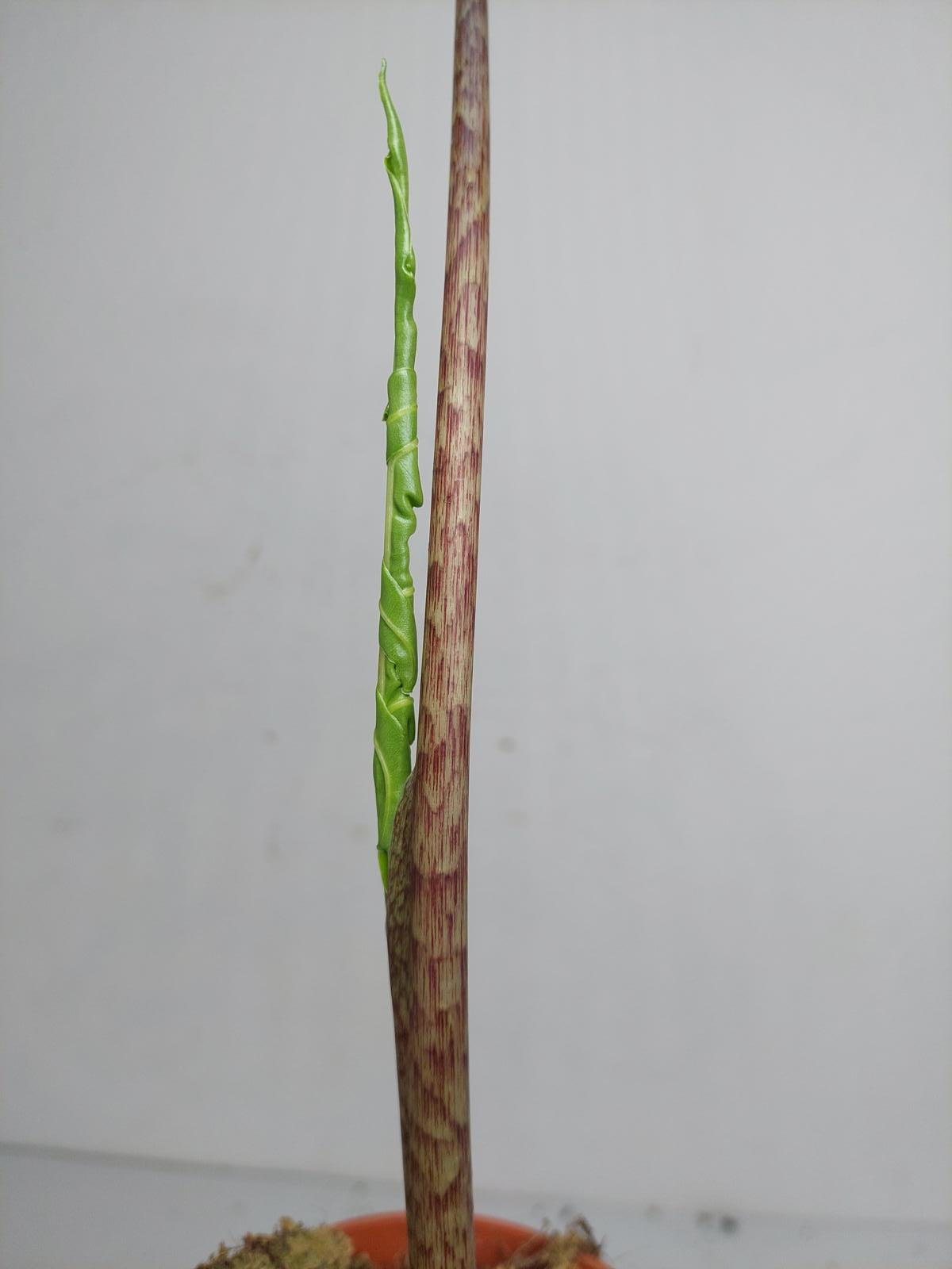 Alocasia Portei Aurea