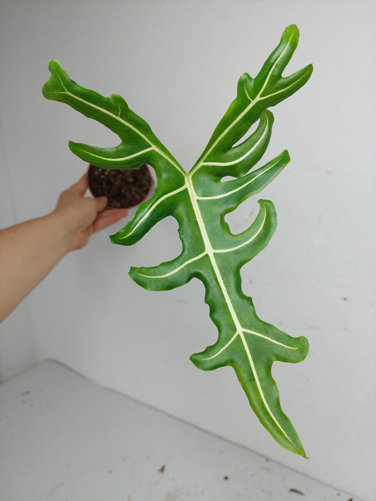 Alocasia Portei Aurea