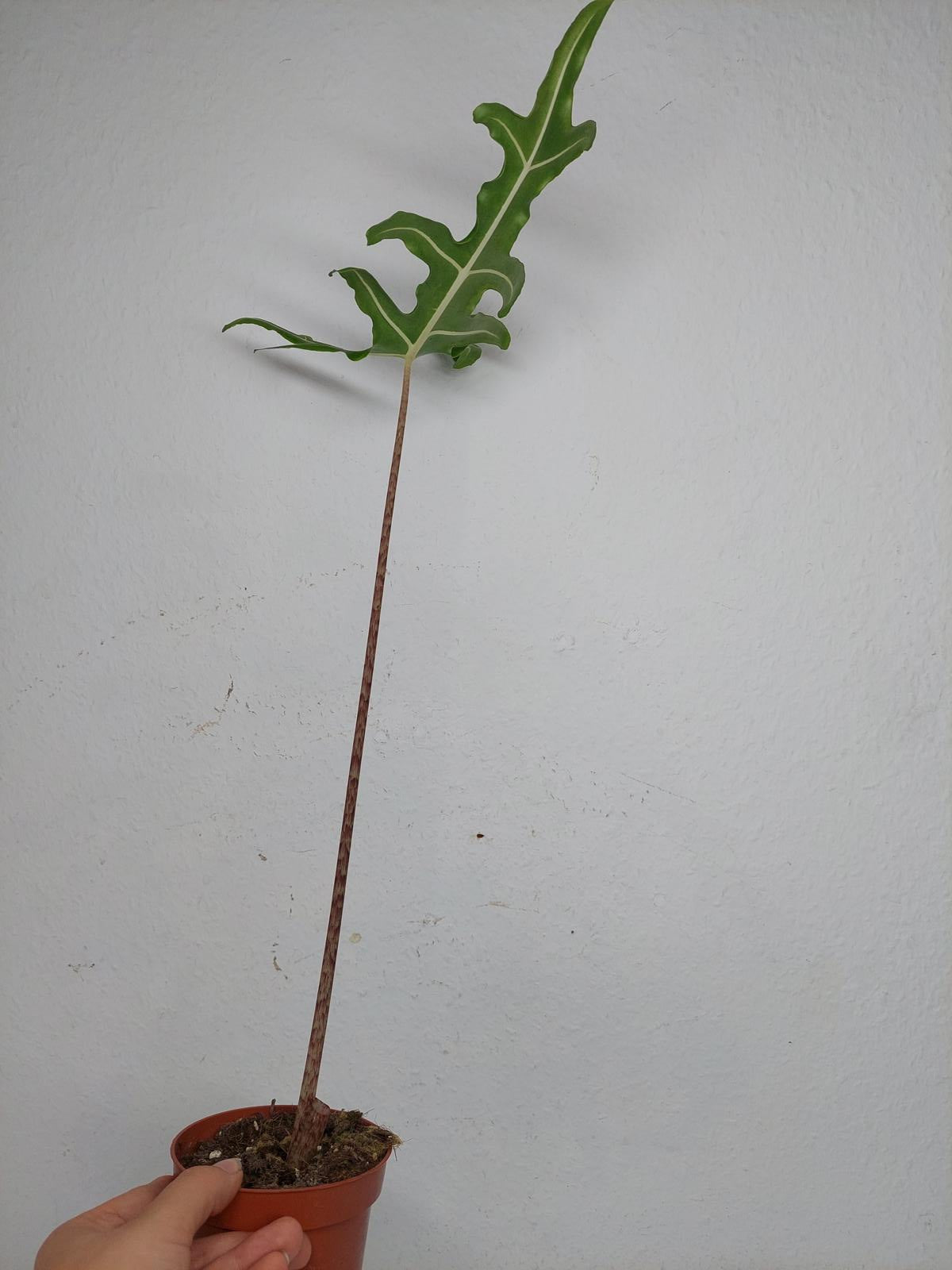 Alocasia Portei Aurea