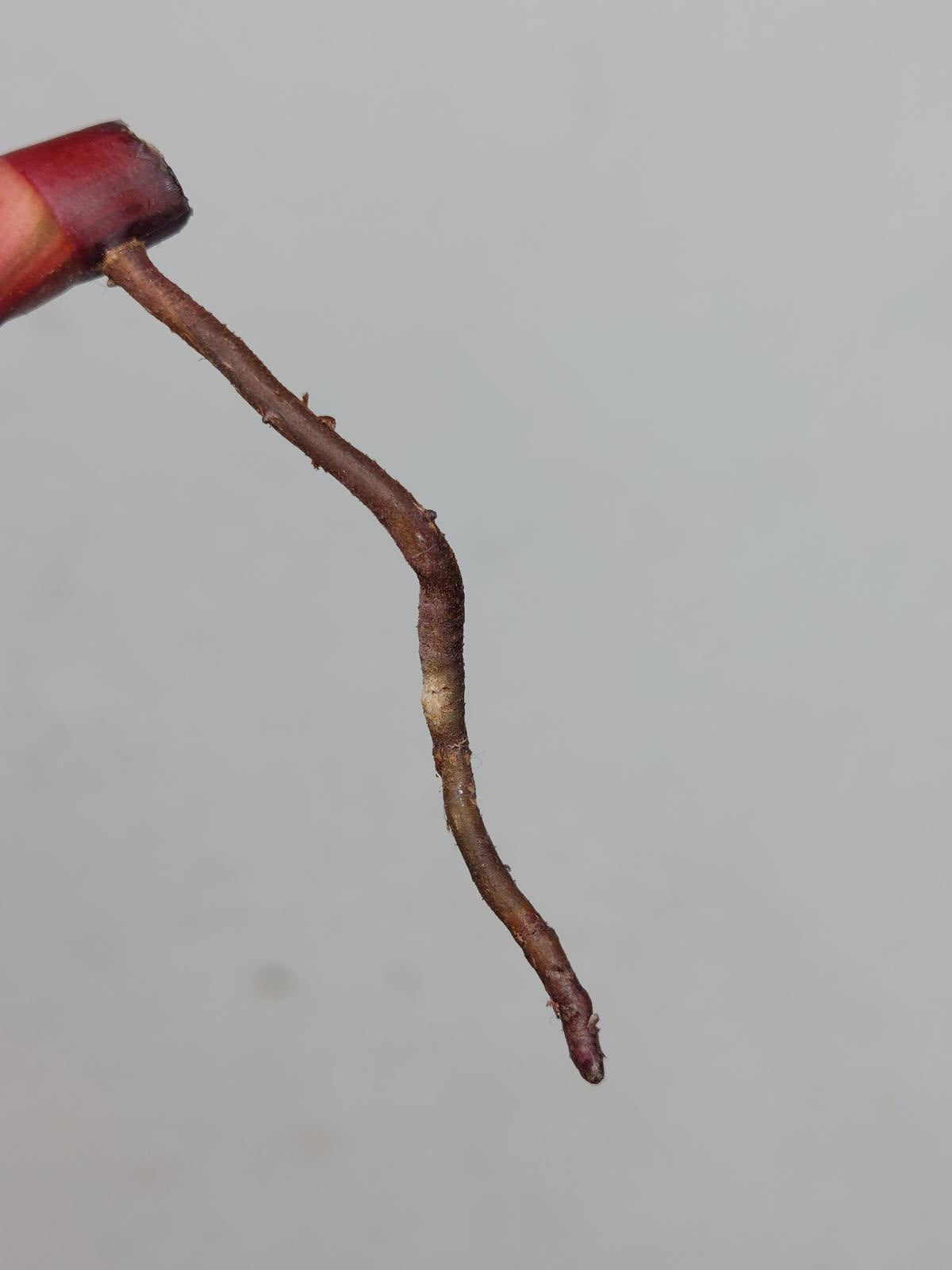 Philodendron Strawberry Shake Steckling