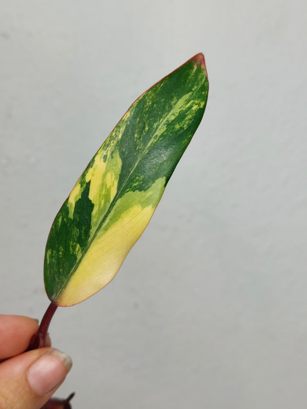 Philodendron Strawberry Shake Steckling