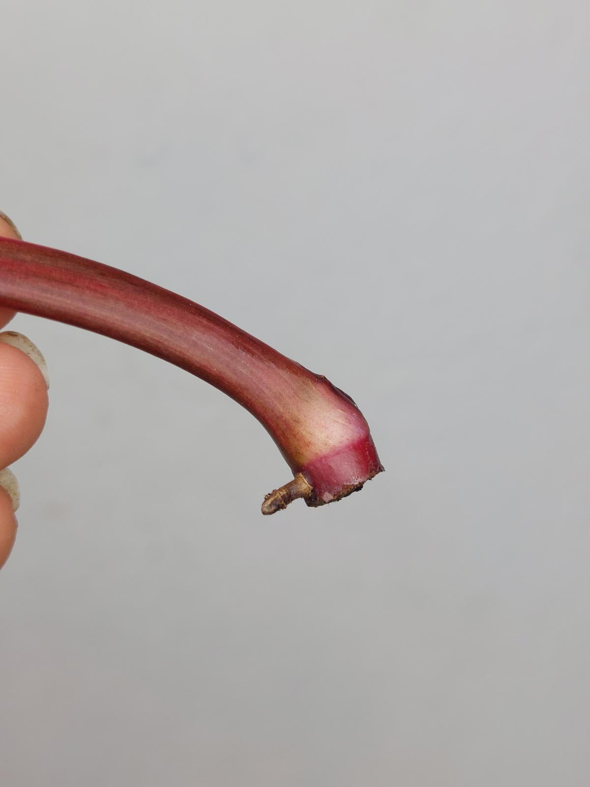 Philodendron Strawberry Shake Steckling