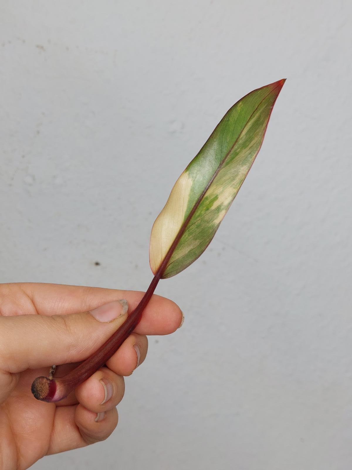 Philodendron Strawberry Shake Steckling