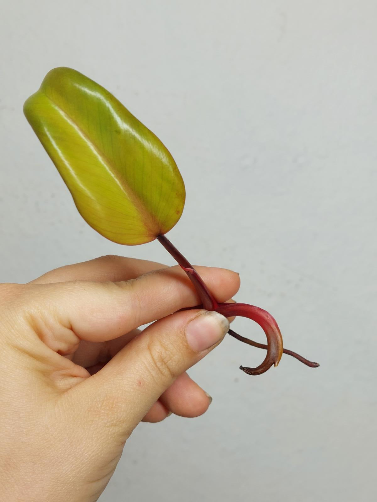Philodendron Strawberry Shake Steckling