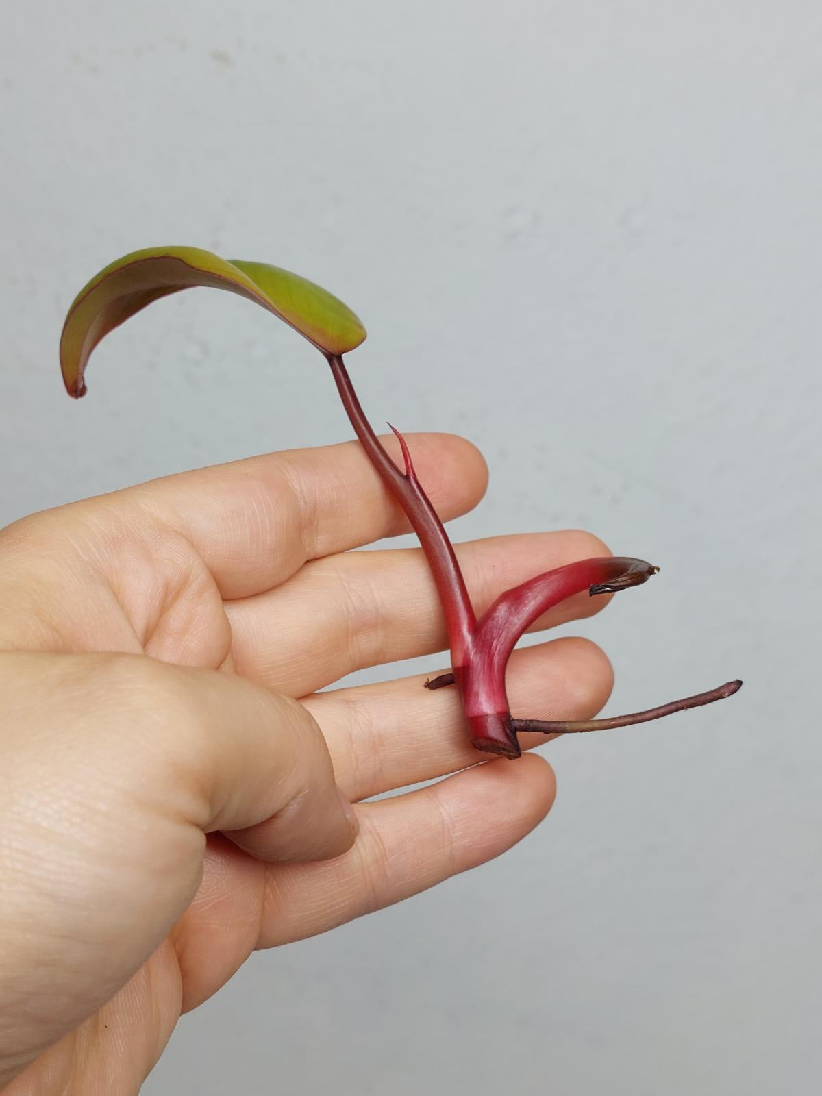 Philodendron Strawberry Shake Steckling