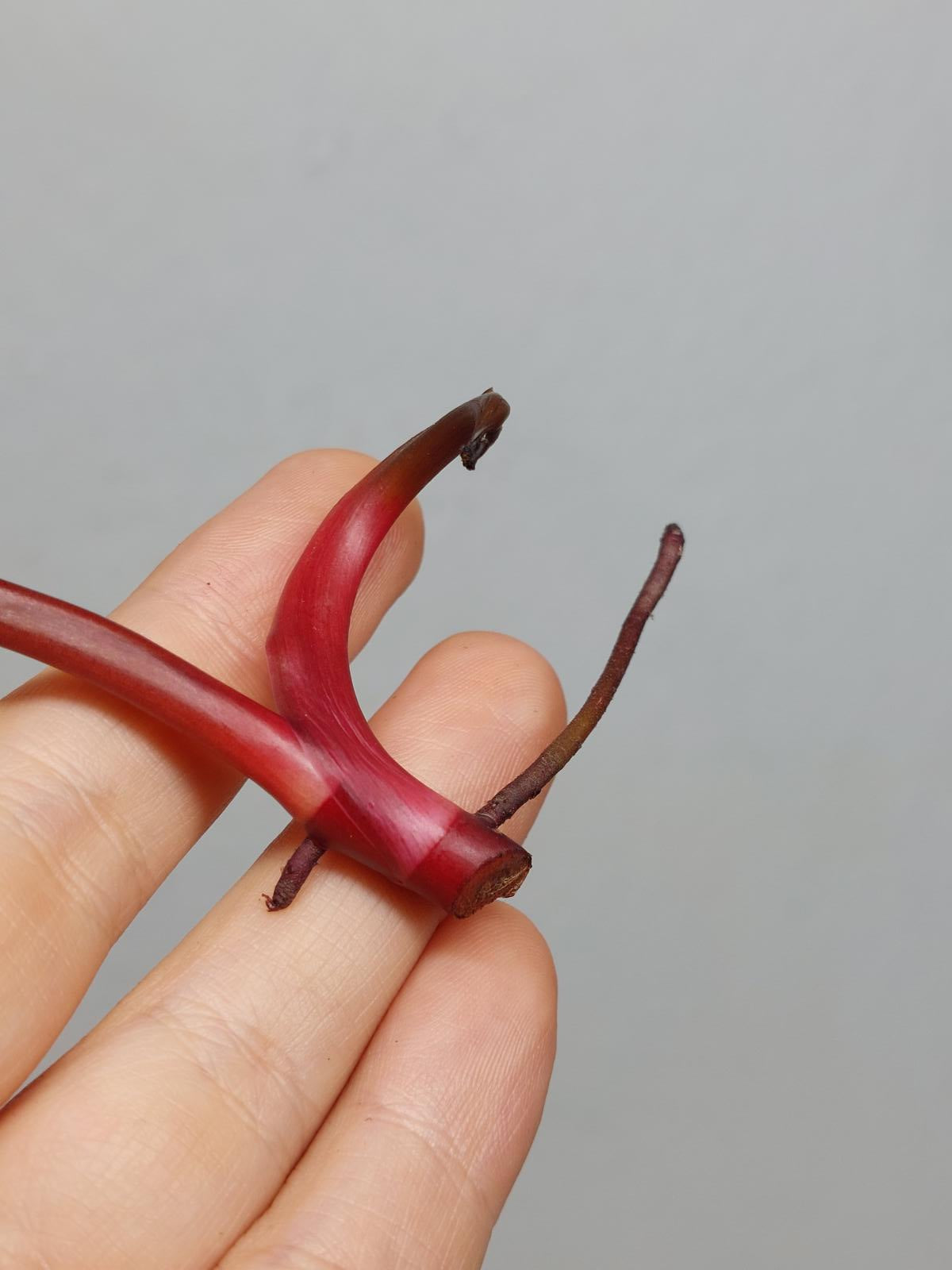 Philodendron Strawberry Shake Steckling