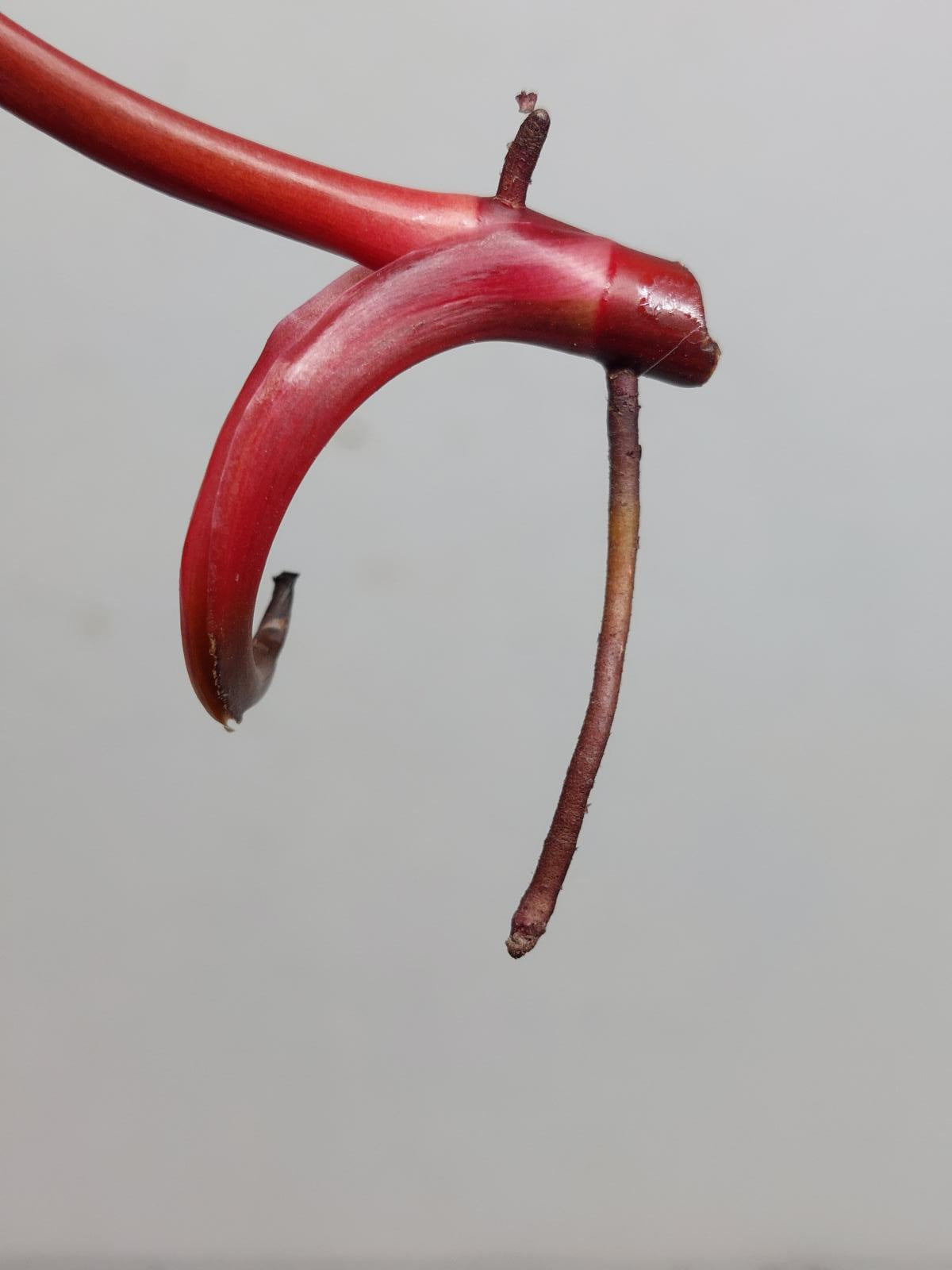 Philodendron Strawberry Shake Steckling