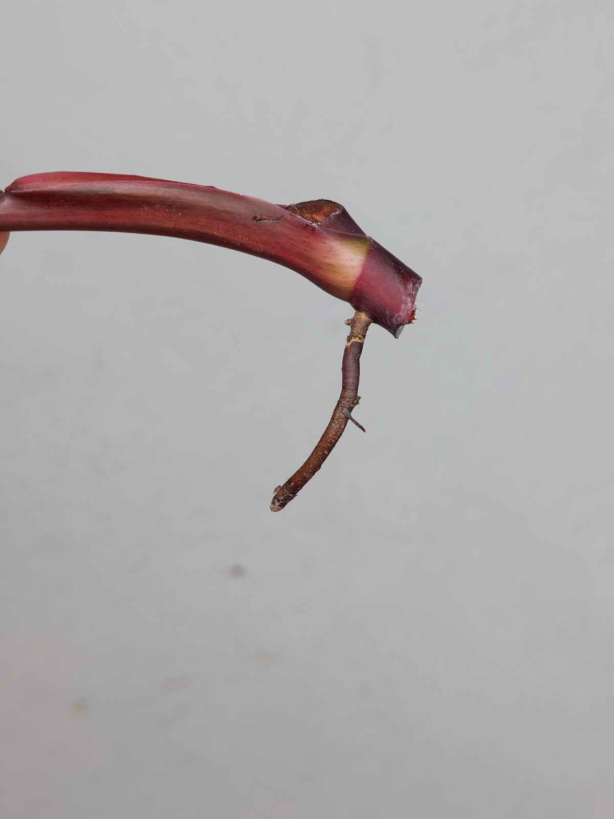 Philodendron Strawberry Shake Steckling