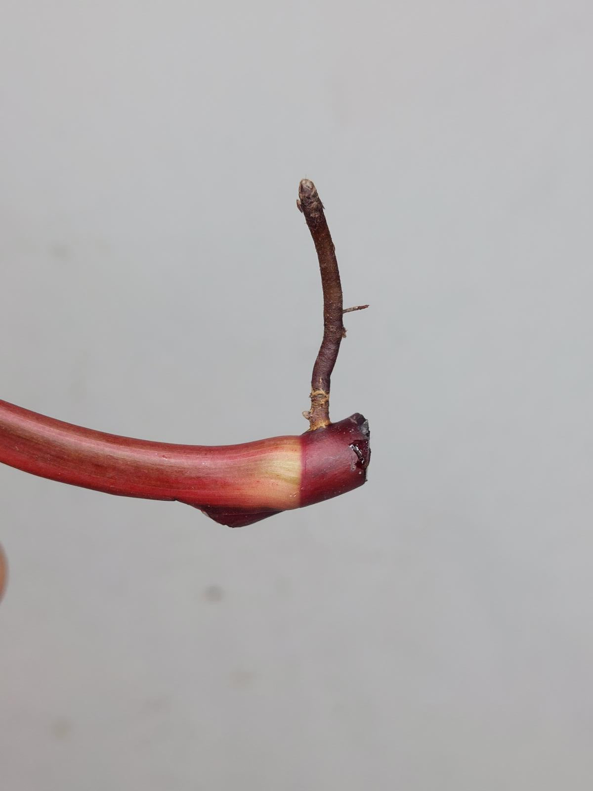 Philodendron Strawberry Shake Steckling