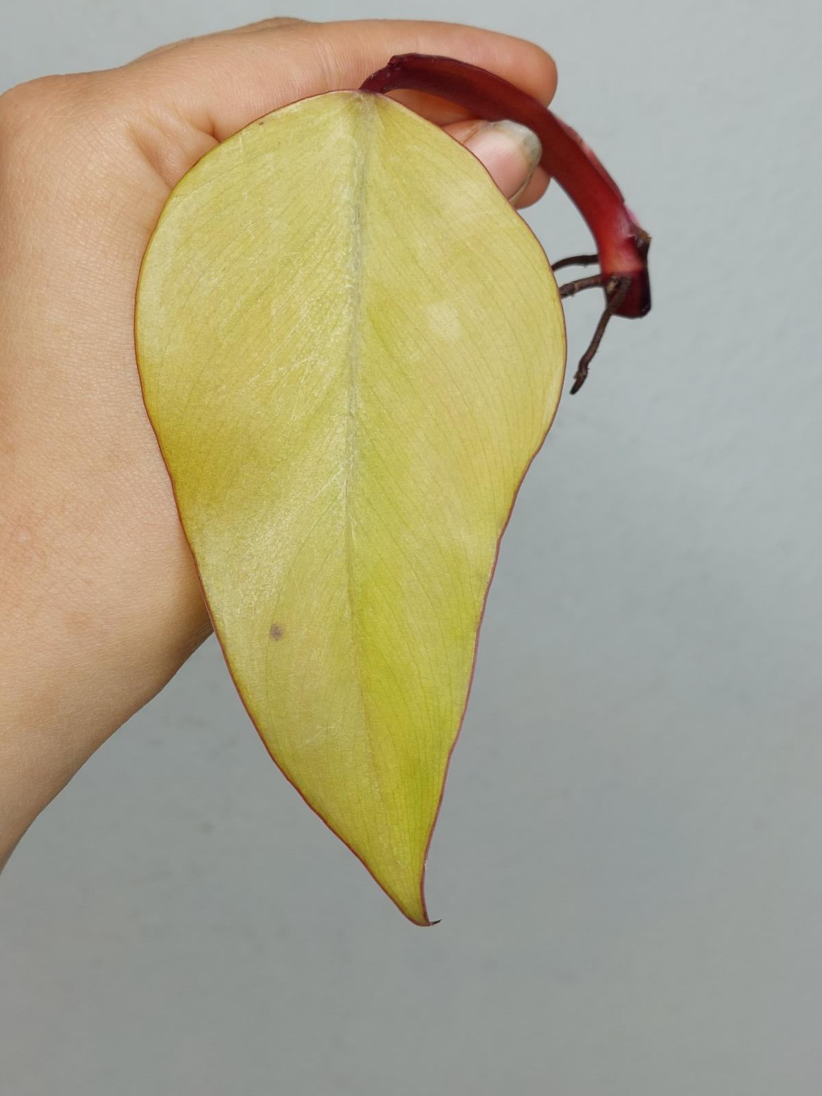 Philodendron Strawberry Shake Steckling