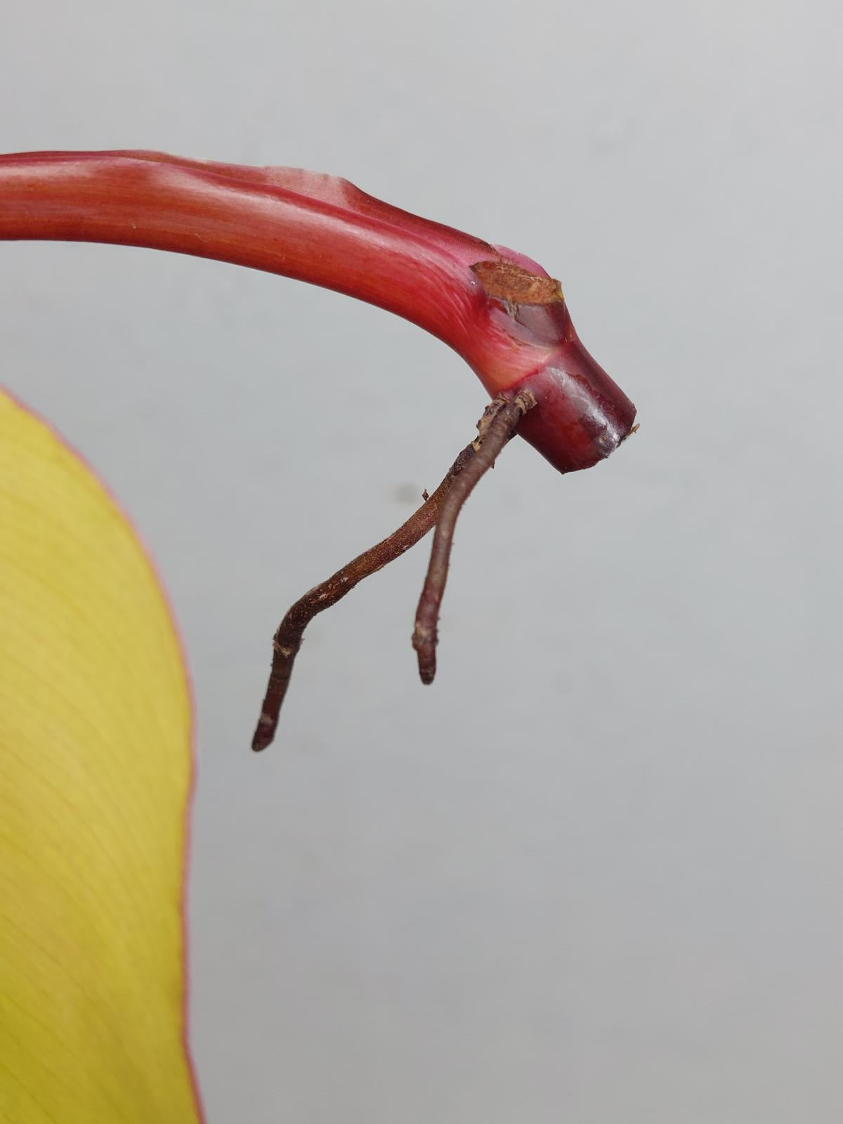Philodendron Strawberry Shake Steckling