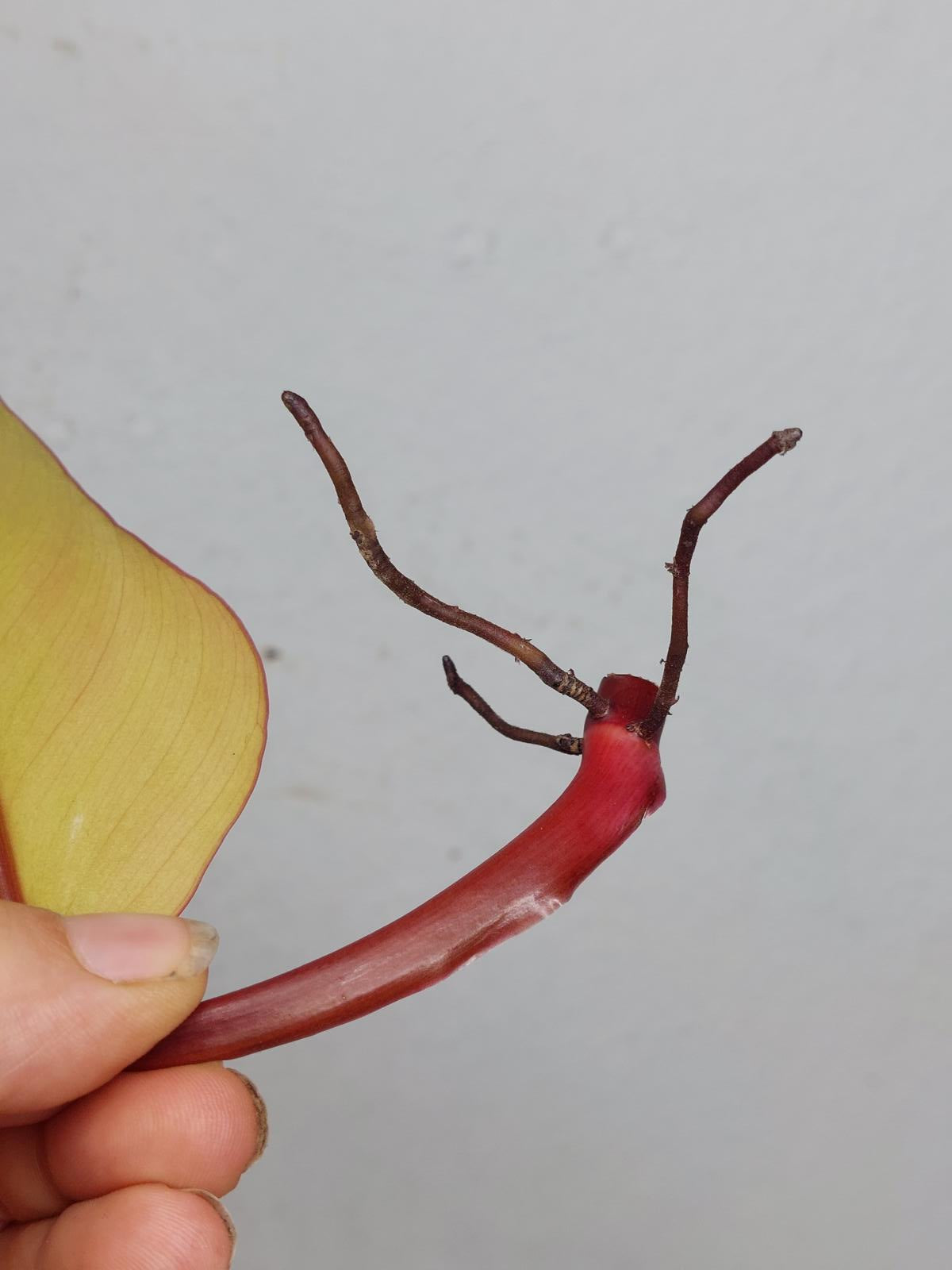 Philodendron Strawberry Shake Steckling