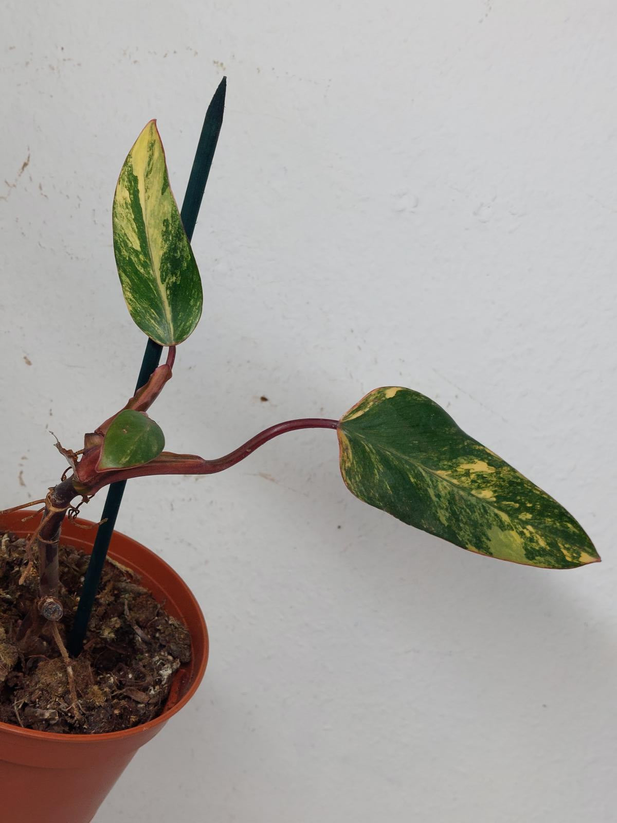 Philodendron Strawberry Shake Steckling