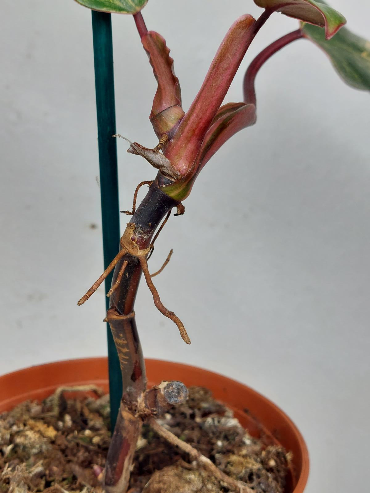 Philodendron Strawberry Shake Steckling