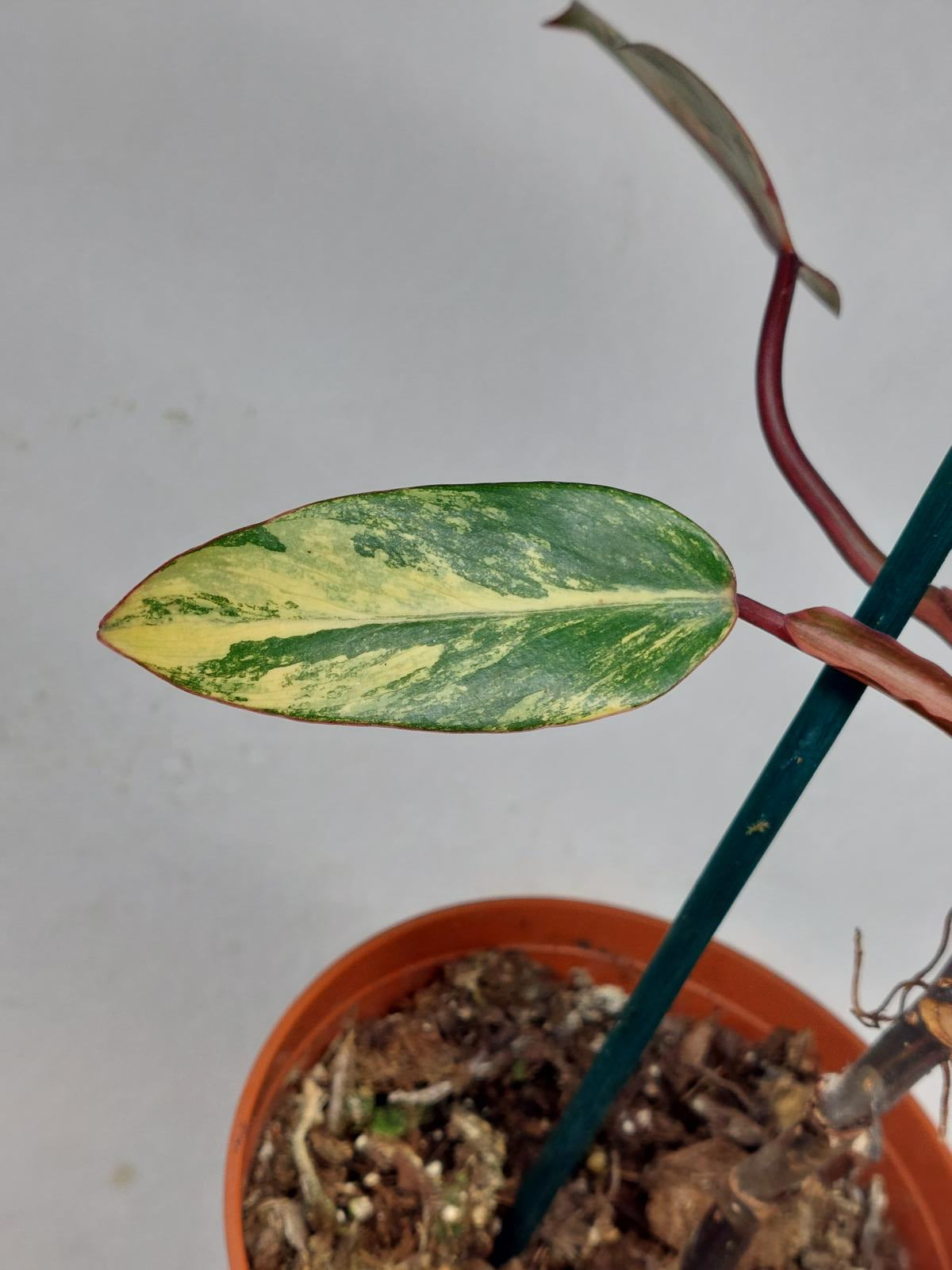 Philodendron Strawberry Shake Steckling