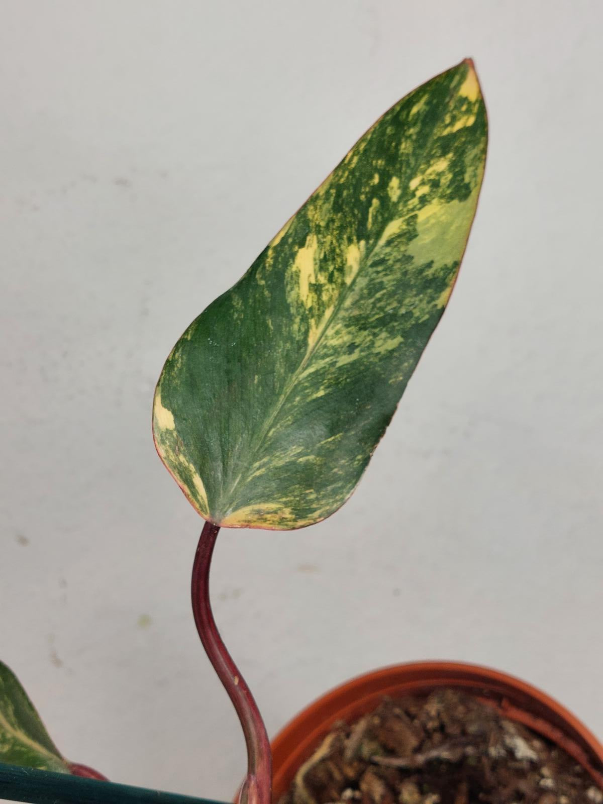 Philodendron Strawberry Shake Steckling