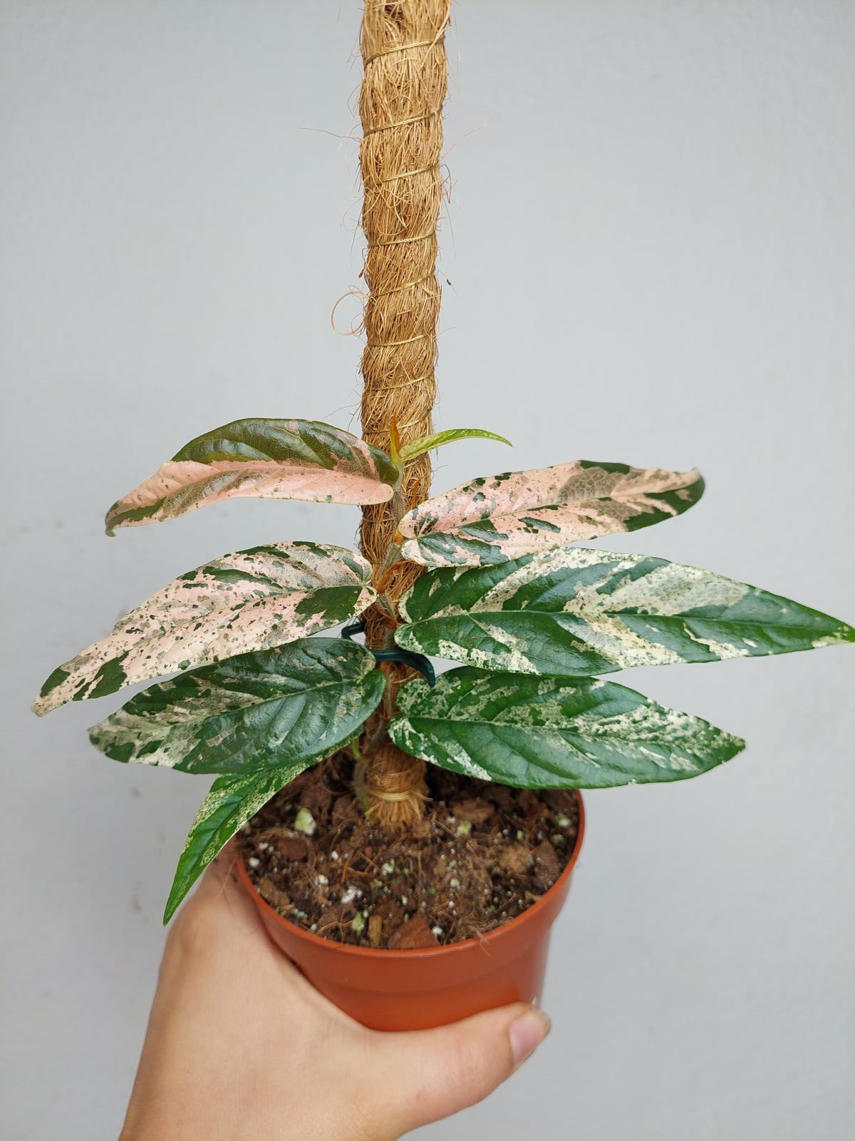 Ficus Sagittata Pink Variegata am Stab