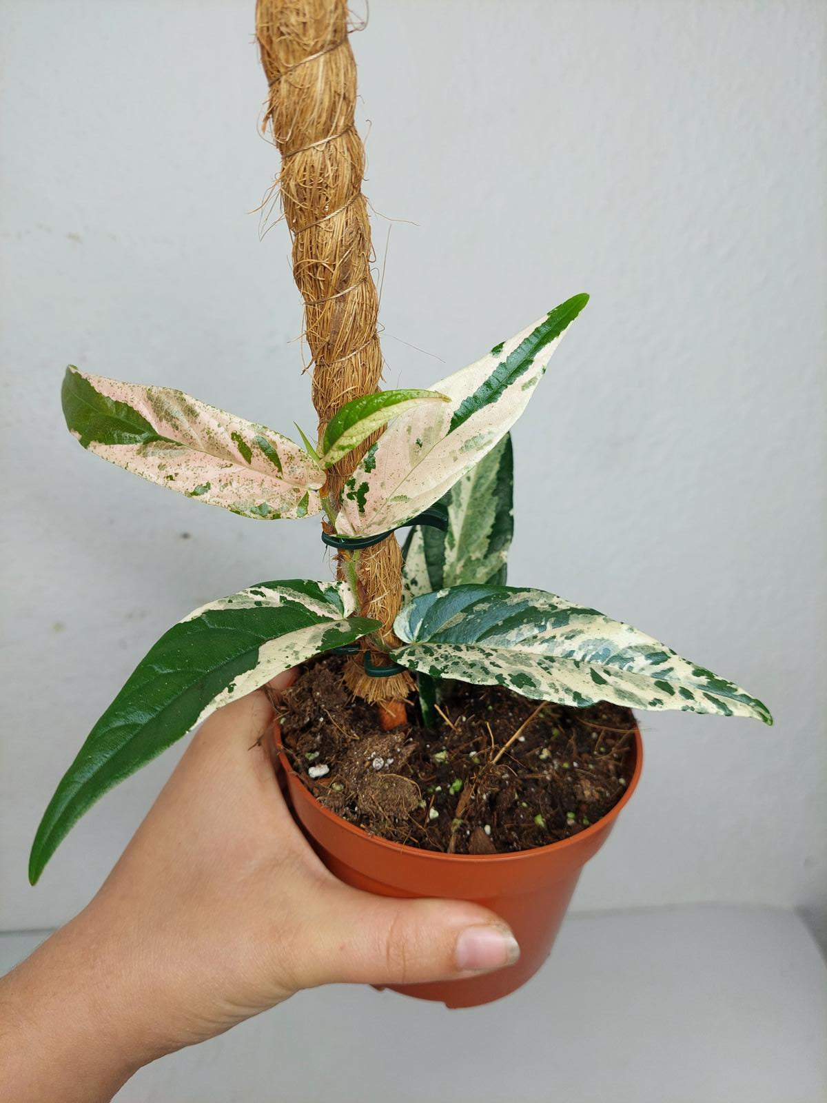 Ficus Sagittata Pink Variegata am Stab