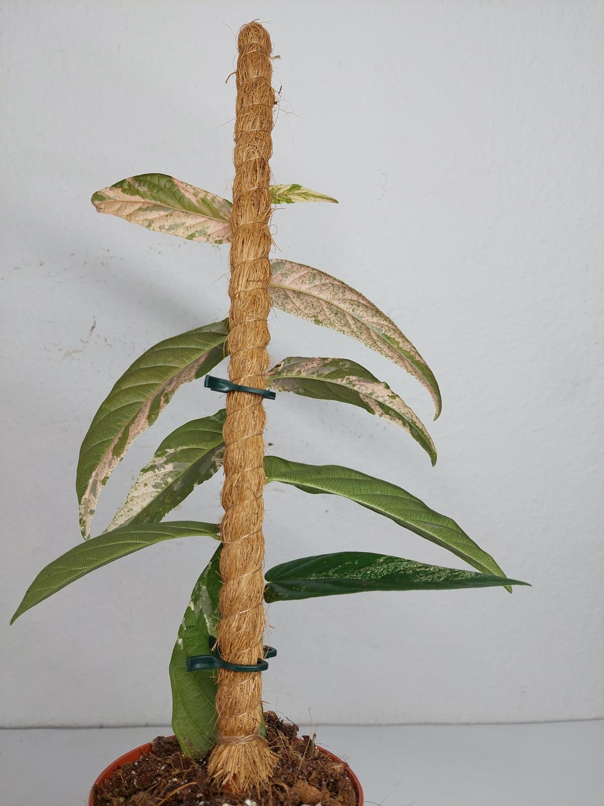 Ficus Sagittata Pink Variegata am Stab