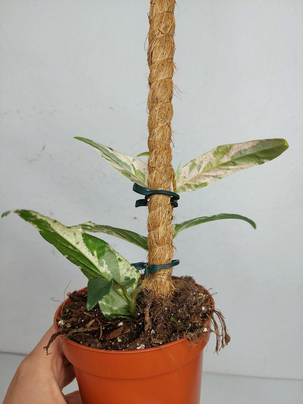 Ficus Sagittata Pink Variegata am Stab