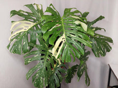 Monstera Thai Constellation XXL