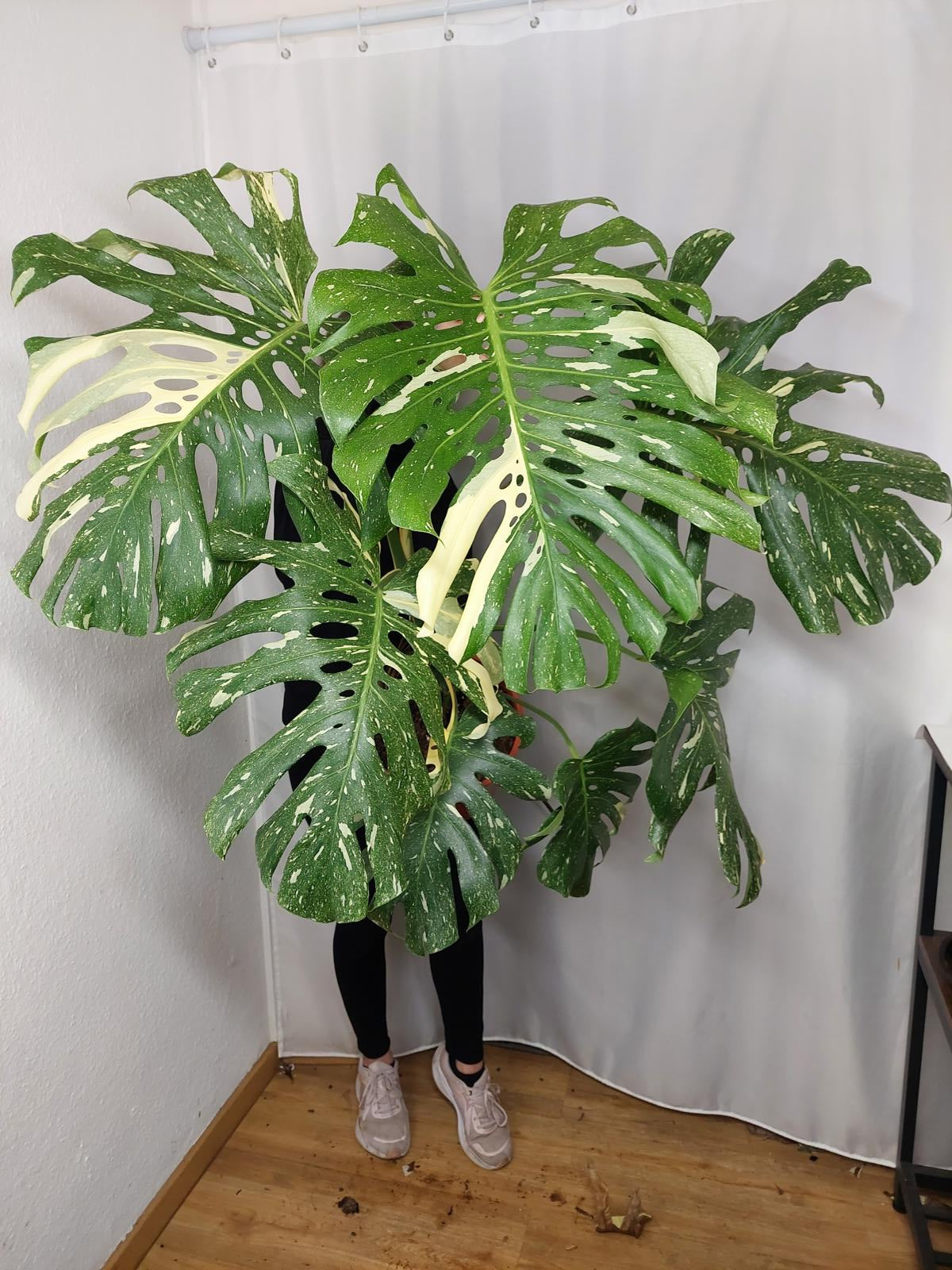 Monstera Thai Constellation XXL