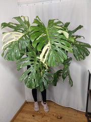 Monstera Thai Constellation XXL