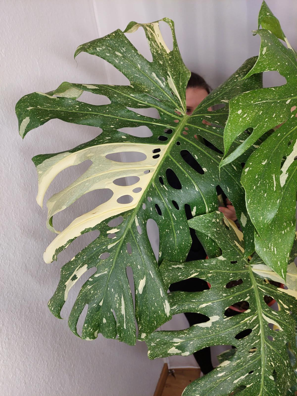 Monstera Thai Constellation XXL