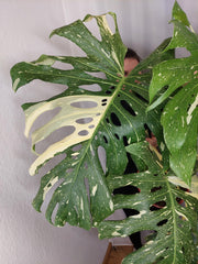 Monstera Thai Constellation XXL