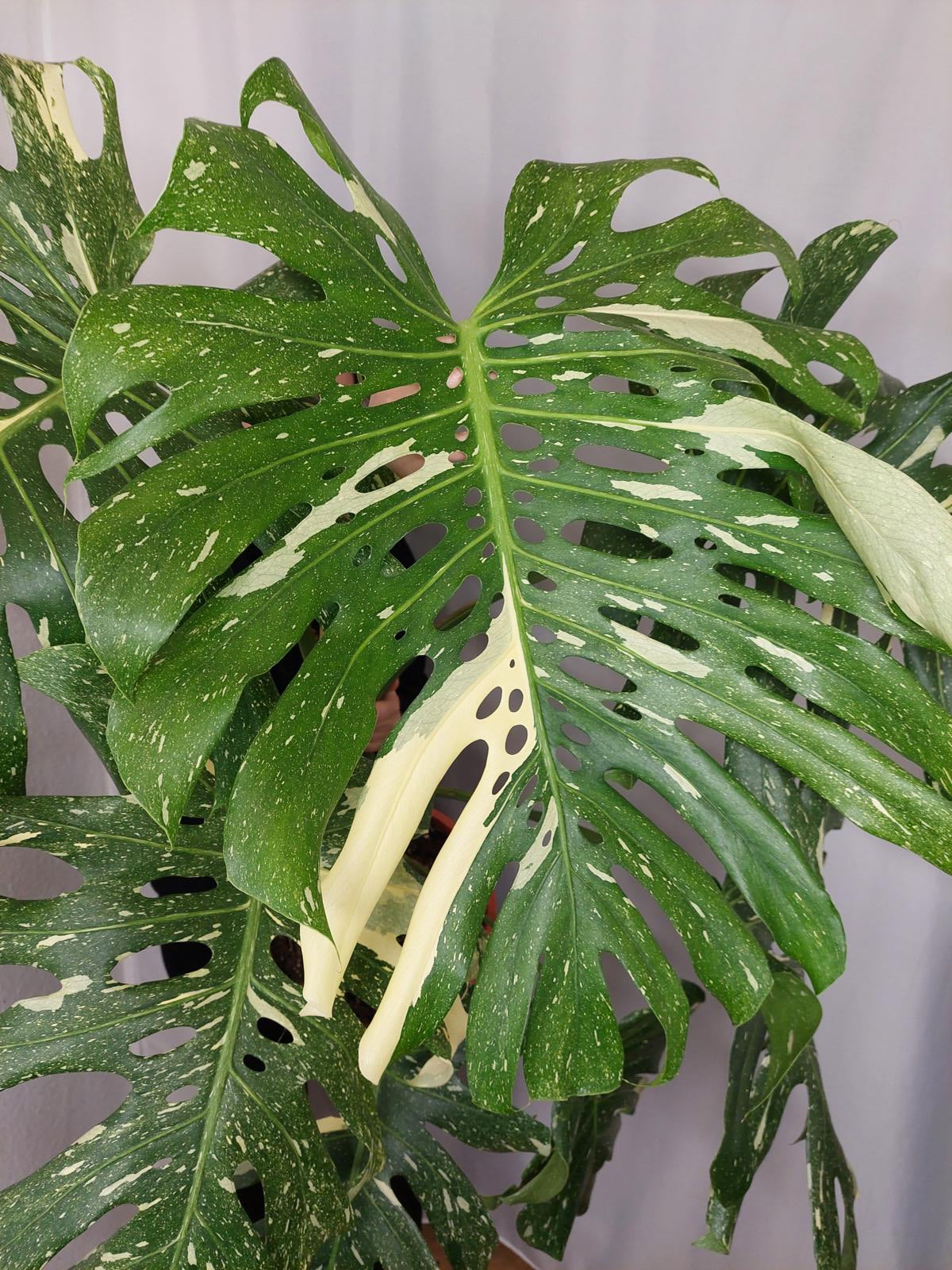 Monstera Thai Constellation XXL
