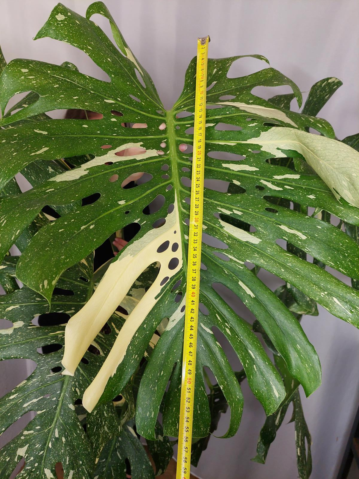 Monstera Thai Constellation XXL