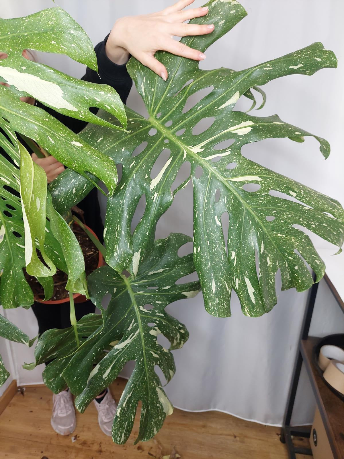 Monstera Thai Constellation XXL