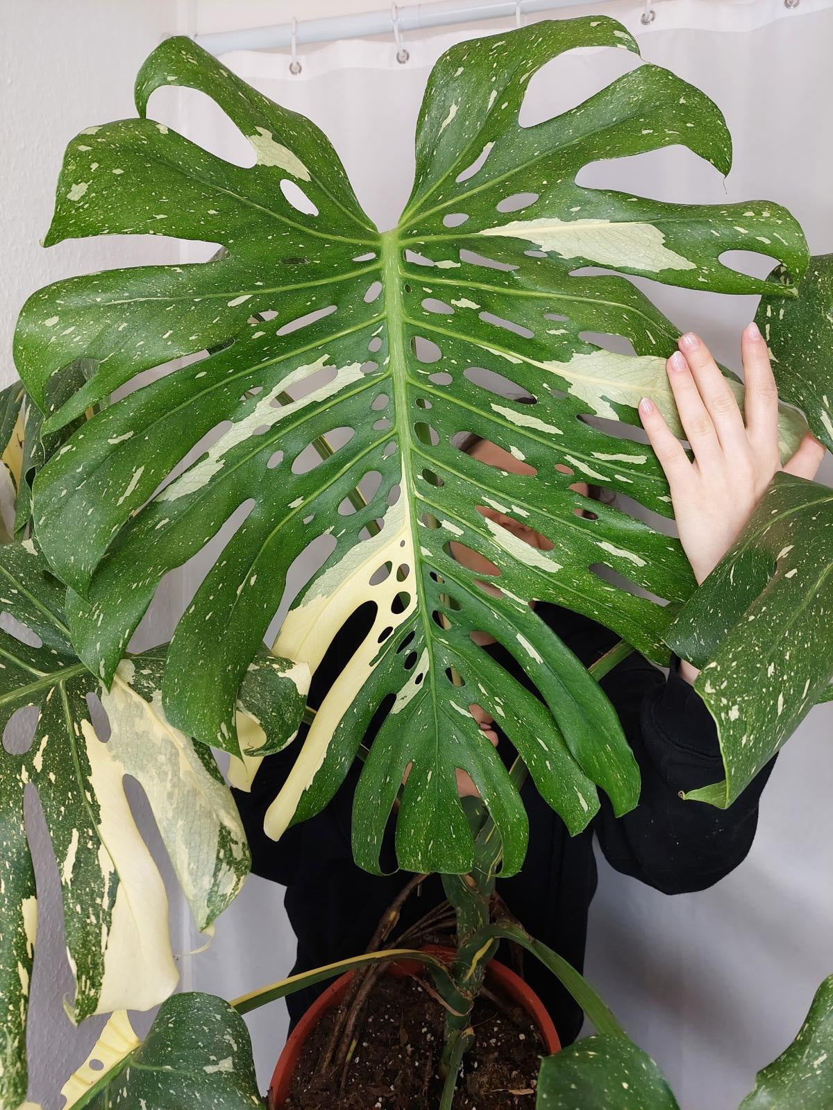 Monstera Thai Constellation XXL