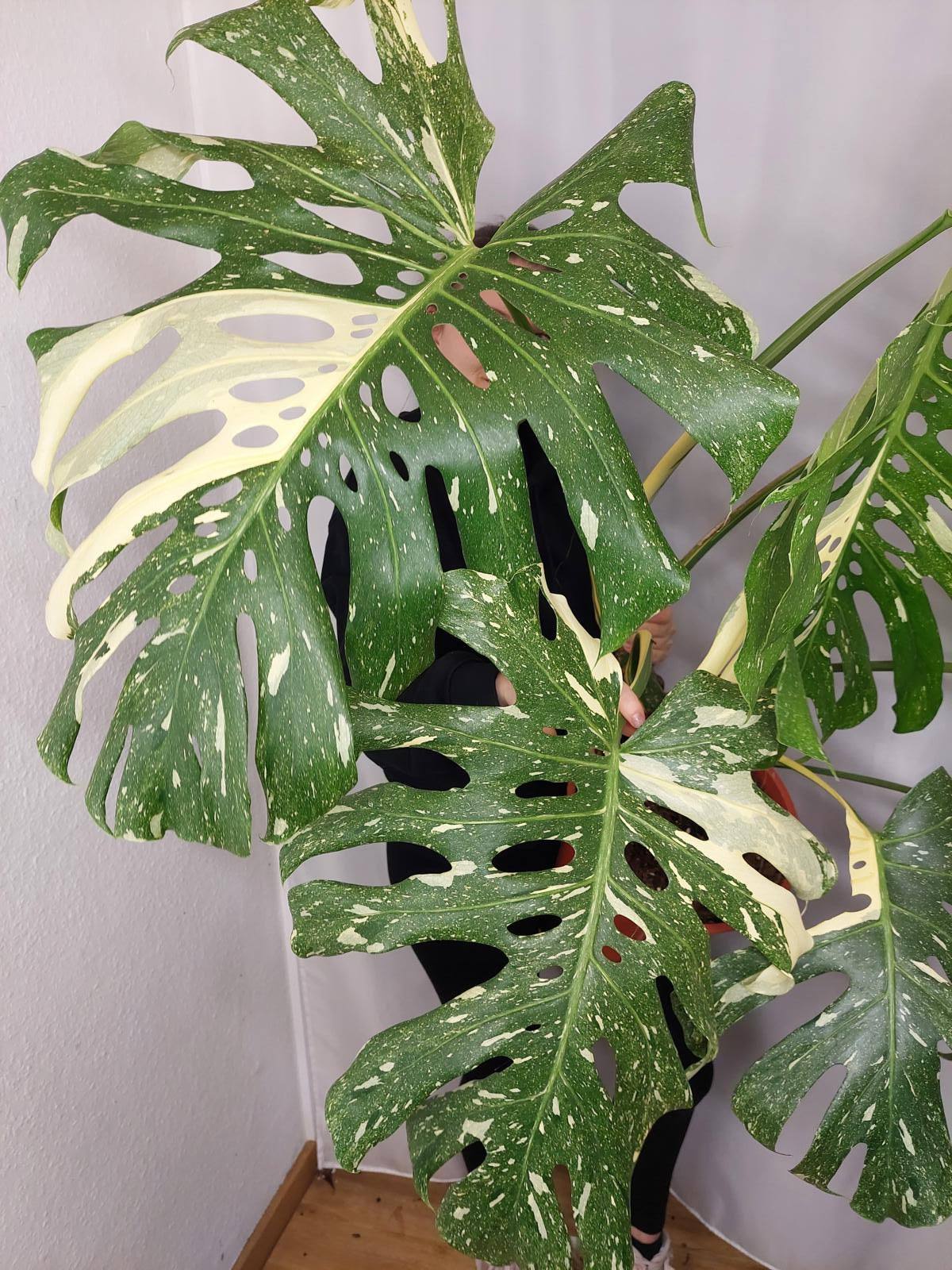 Monstera Thai Constellation XXL