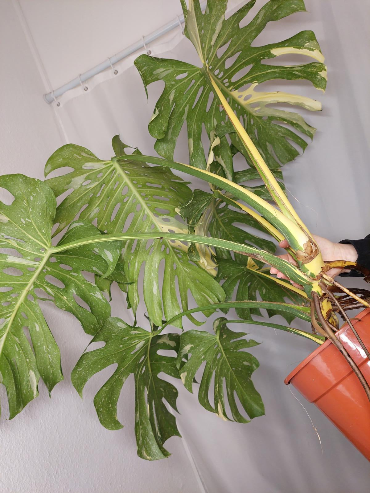 Monstera Thai Constellation XXL