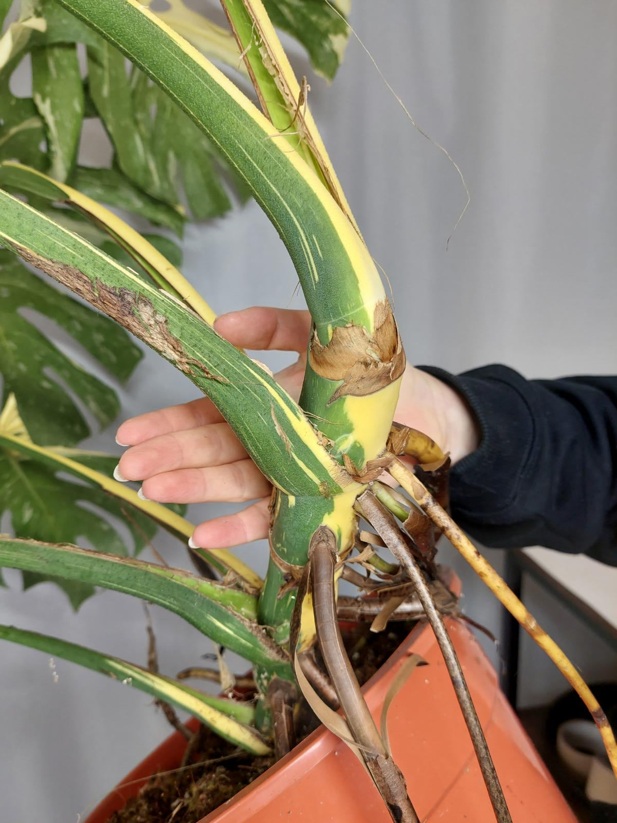 Monstera Thai Constellation XXL