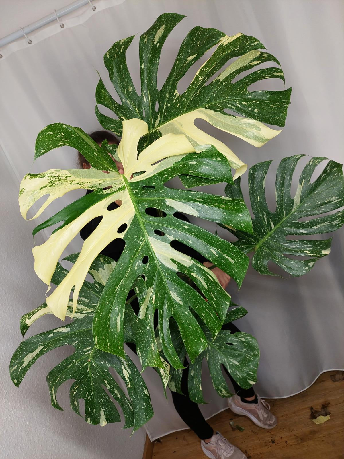 Monstera Thai Constellation XXL