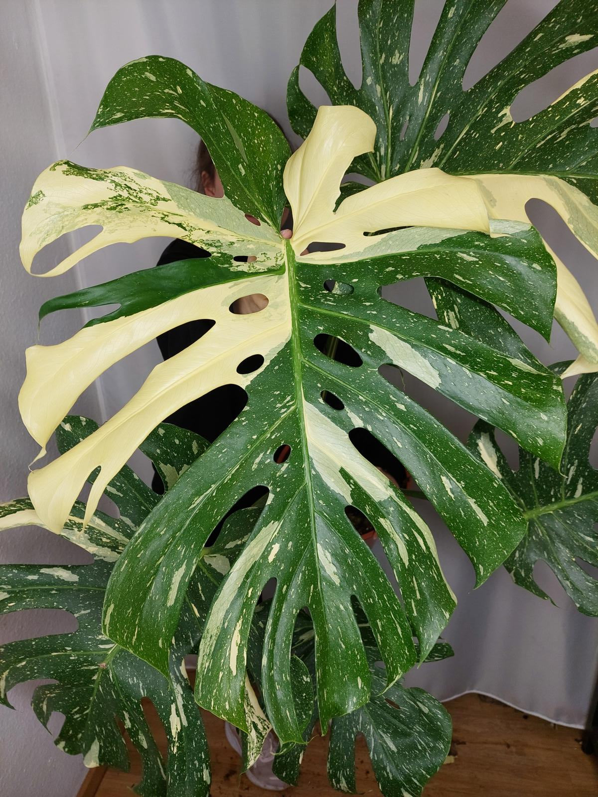 Monstera Thai Constellation XXL
