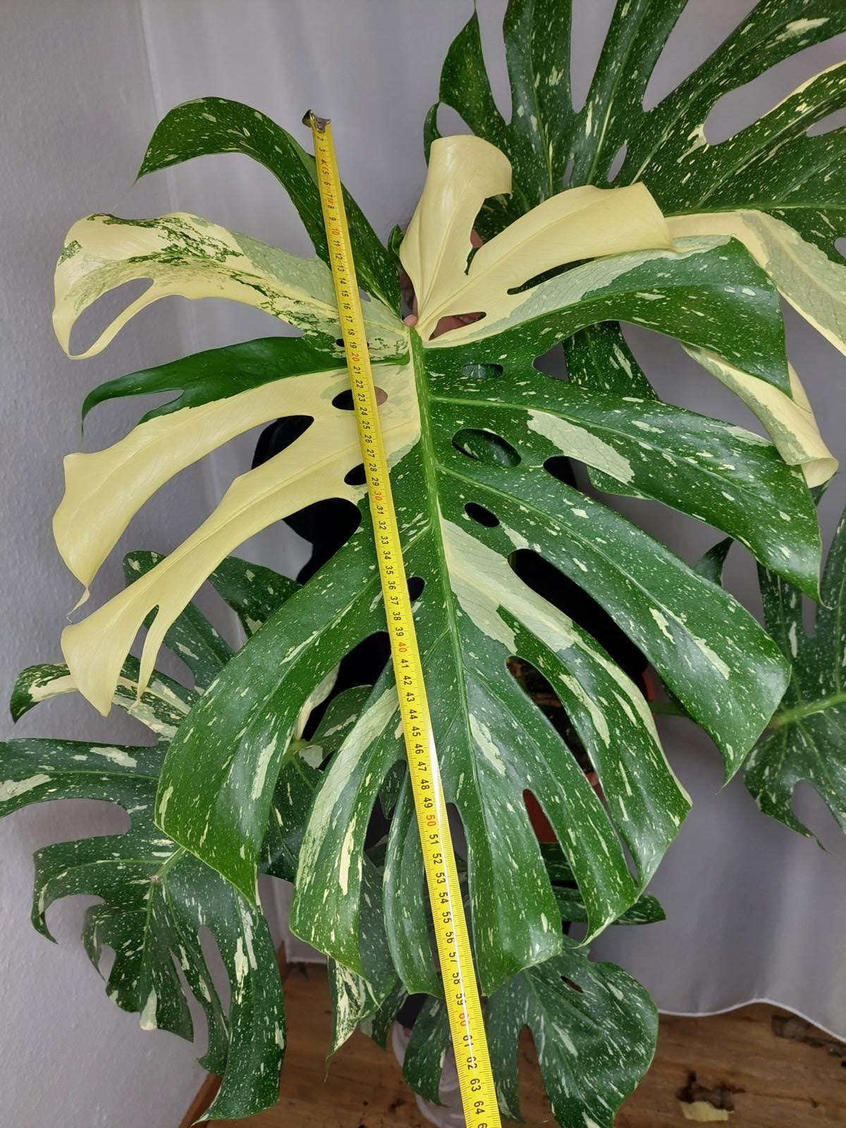Monstera Thai Constellation XXL