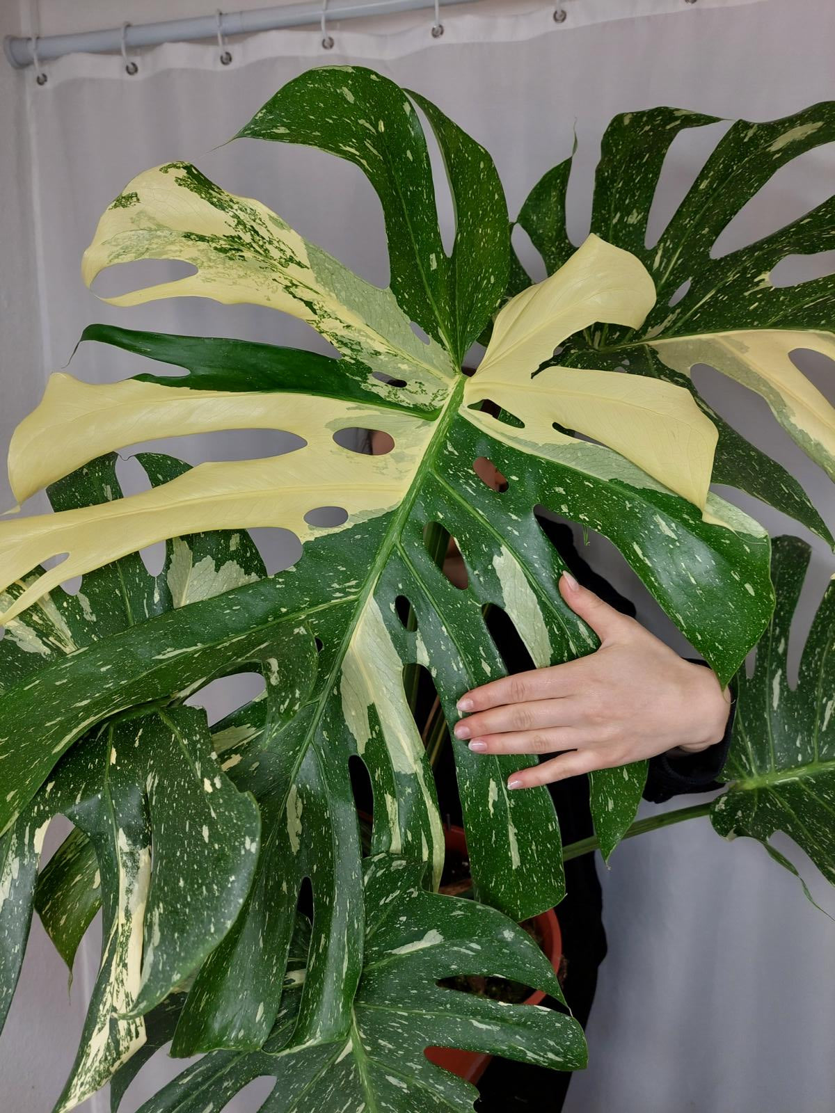 Monstera Thai Constellation XXL