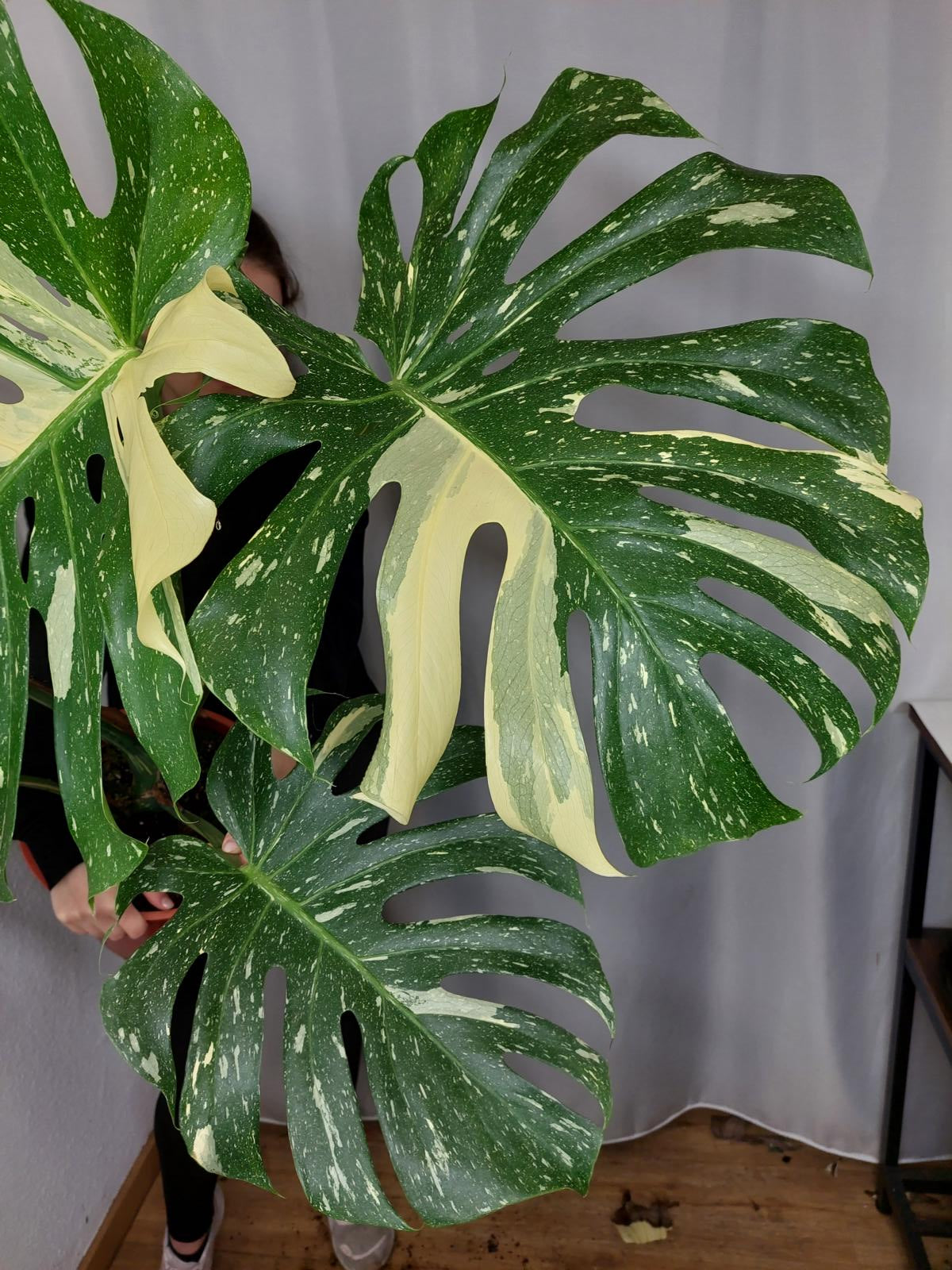 Monstera Thai Constellation XXL