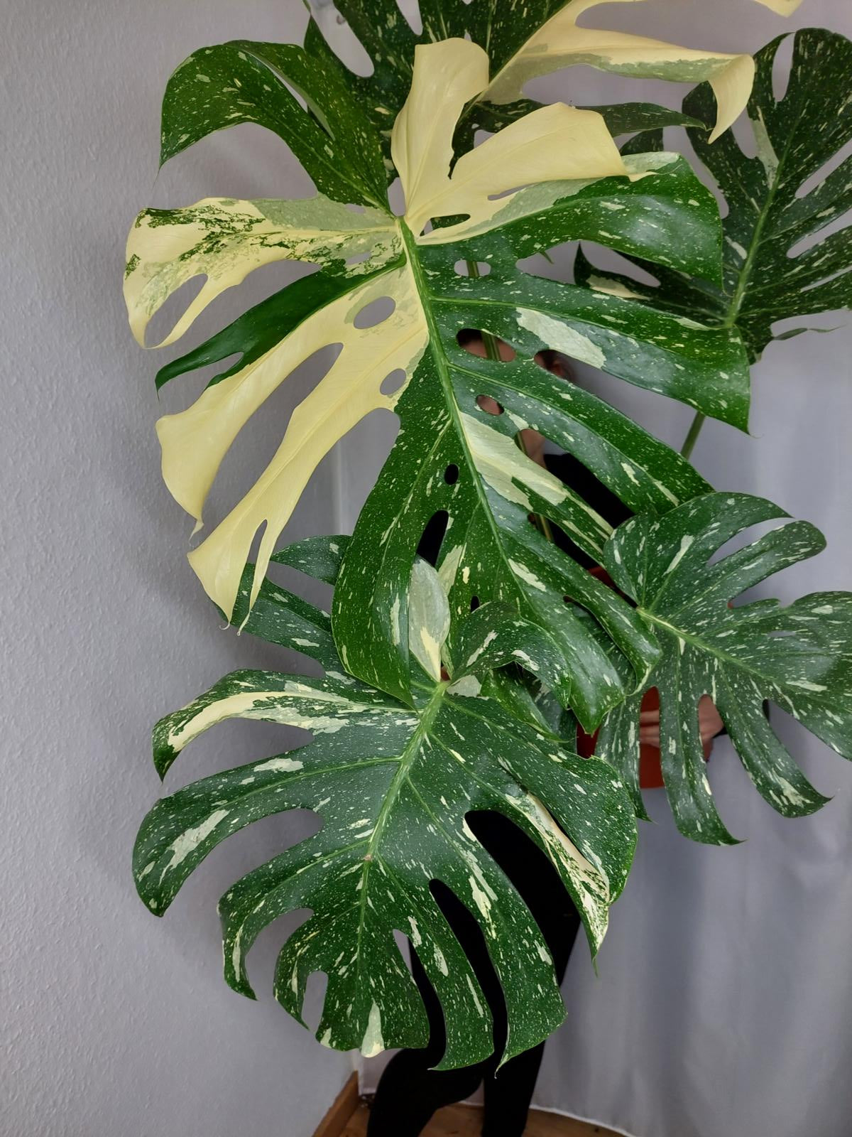 Monstera Thai Constellation XXL